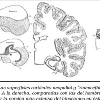 Sección III. Parte sintética. Ensayo de una organología cortical. Morfológica, fisiológica y patológica