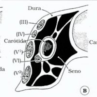 Fig. 4. Esquemas coronales de senos cavernosos. Izquierda: concepción clásica; centro: concepción de Rhoton; derecha: concepción de Parkinson (basado en Day)