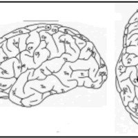 Fig. 3. El cerebro "HI" de Bayley y von Bonin2. La cisura de Rolando es muy flexuosa y muestra dos rodillas anteriores y dos posteriores. Marcado por un círculo se observa el "proceso accuminis" de la región correspondiente a la mano.