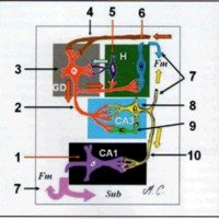Fig. 7. Vista esquemática de los circuitos intrahipocampales. 1: célula piramidal de CA1; 2:Jíbra musgosa; 3: célula granulosa del giro dentado; 4: vía perforante; 5: intemeurona inhibitoria del hilus; 6: célula musgosa; 7: fibras de proyección fimbria/ fomix; 8: célula piramidal de CA3; 9: intemeurona inhibitoria; 10: vía colateral de Schqffer, GD: giro dentado; H: hilus; Fm: fimbria; Sub: subiculum