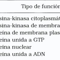 Tabla 2 Clasificación de oncogenes según el tipo de función