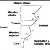Fig. 2. La cisura central, según Symington y Crable, tomada de (2). No distinguen el área de la mano y colocan el miembro superior muy abajo.