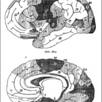 Fig. 2. Mapa de las áreas corticales mielogenético (P. Flechsig 1905)43. 