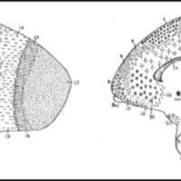 Fig. 5. Mapa cortical del mono tití (Haphalidae). Los cerebros lisencéfalos son bendecidos por Brodmann, porque en ellos se notan mejor las transiciones entre áreas. Como en los otros monos, gran extensión de la región occipital, reducción mayor de la frontal y apertura de la cisura de Silvio, que permite apreciar el área 13 (ínsula). Gran extensión del área preparietal (5).