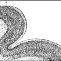 Fig. 1. Reproducción de la figura 2 del libro de Brodmann que muestra un corte de la corteza parietal de un feto humano de 8 meses de gesta en vista panorámica (20:1, 10 micrones. Las capas corticales se distinguen bien como bandas alternas claras y oscuras, comenzando por la primera, más externa, que es clara.