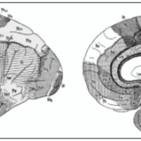 Fig. 17. Mapa cortical de von Ekonomo y Koskinas2. La obra de estos autores es posiblemente la mayor realizada en este aspecto, por su extensión, minuciosidad y respaldo iconográfico. Es famosa por haber cambiado números por letras, pero su mapa es muy parecido al de Brodmann. Consta de 57 áreas en lugar de 52.