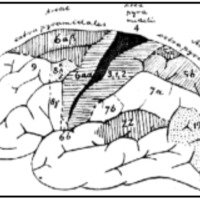 Fig. 4. Otfried Förster hizo progresar mucho el conocimiento de los resultados de la estimulación cerebral en el humano. En su conocida figura5 se observan los campos desde donde se pueden producir movimientos con la estimulación. El área 4 tiene el umbral más bajo. Este esquema parece comprobar las ideas de Flechsig, de que "cada esfera de los sentidos" está acompañada de su área motora.