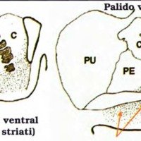 Fig. 15. El sistema del pálido ventral, Redibujado y modificado de Haber.