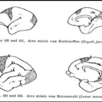 Fig. 11. Esquemas de cerebros de tití y de lemur, que muestran la inserción de las áreas heterotípicas (punteado). A las que aparecen en blanco hay que restarles las áreas heterogenéticas (lóbulo olfatorio y región hipocámpica).Así, las áreas homotípicas se agrupan en la región frontal, parietal y temporal. Brodmann tiene más dificultad en aceptar las otras "esferas de los sentidos" como heterotípicas (3, 1, 2 y 41,42).