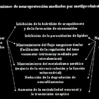 Fig. 2. Mecanismos de neuroprotección mediados por melilprednisoiona