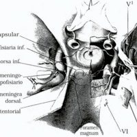 Fig. 10. Representación artística de las disecciones de Parkinson mostrando la circulación anastomótica de ramas meningocavernosas (basado en Parkinson).