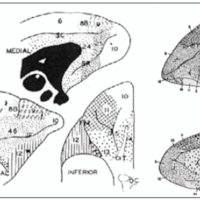 Fig. 15. Mapas de las áreas frontales del mono según Brodmann (derecha) Y según Earl Walker (izquierda). Obsérvese la aparición del área 45, 46, 13 y 14, lo mismo que el desplazamiento del área 10 hacia el polo.