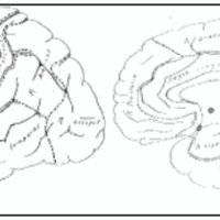 Fig. 2. Regiones principales del cerebro humano. Estas regiones existen con un desarrollo mayor o menor (tamaño y áreas) en toda la serie de los mamíferos, por lo que son consideradas homólogas. Dentro de la región frontal hemos dibujado con lápiz, el territorio de las áreas 44 y 45, corespondientes al "centro de Broca", que Brodmann dice que "merecerían formar una región aparte".