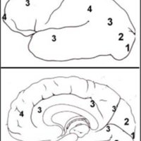 Fig. 7. Etapas de la progresión de un estímulo sensorial (visual) en la corteza cerebral del mono, según datos tomados de Jones y Powell55.