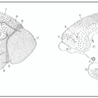 Fig. 6. Mapa cortical de cerebro de lemur. Persiste el predominio occipital y reducción mayor frontal, aparece más expuesta la ínsula (13-16) y las áreas mediales del lóbulo temporal comienzan a aparecer en la convexidad (28), lo mismo que las olfatorias (51) iniciando la torsión hacia atrás y afuera del lóbulo temporal descripta por Brodmann. En la región poscentral se distingue sólo un área. Comienza el desarrollo del área retrosplenial, que es francamente regresiva en los primates (26, 29, 30).