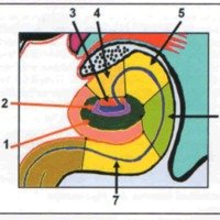 Fig. 6. Sectores de laformación del hipocampo, vistos en un corte coronal que pasa por el cuerpo del mismo. 1: stratum granulosum del giro dentado; 2: hilus; 3: CA4; 4: CA3; 5: CA2; 6: CA1; 7: región subicular.