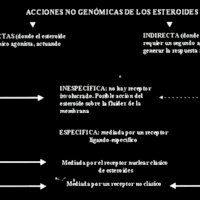 Fig. 3. Clasificación de Mannheim de las respuestas no genómicas mediadas por hormonas esteroides. Las lineas interrumpidas implican mecanismos hipotéticos de los cuales no se dispone de ejemplo experimental