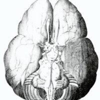 Dibujo de la base del encéfalo publicada en Cerebro Anatome