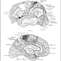 Fig. 6. Mapa de Elliot Smith, de 190741. Se basa en la observación macroscópica de cortes de la corteza hechos con un cuchillo. Las áreas sensoriales se mantienen. El área prefrontal aquí también está constituida por varios tipos de corteza: areas frontales A, B, C y D y área prefrontal propiamente dicha, y las áreas callosas C y D. El área parietal está representada por los tipos A y B y está limitada por las bandas alfa y beta (reconocidas por Brodmann), y un área parieto occipital se mete como cuña entre las áreas para y periestriadas